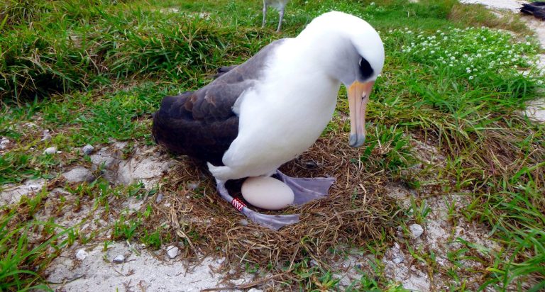 This Dec. 3, 2016, photo provided by the U.S. Fish and Wildlife Service shows the world's oldest known seabird, tending to an egg she laid, with her mate, at Midway Atoll, a wildlife refuge about 1,200 miles northwest of Honolulu. Biologists spotted the Laysan albatross called Wisdom at Midway Atoll National Wildlife Refuge earlier this month after she returned to the island to nest. She was incubating an egg at the same nest she uses each year with her mate. She's believed to be 66 years old. She's also the world's oldest known breeding bird in the wild. 