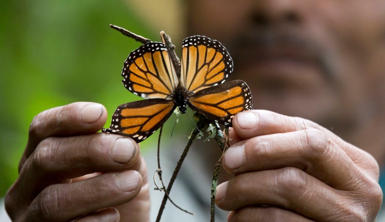 A guide holds up a damaged and dying butterfly at the monarch butterfly reserve in Piedra Herrada, Mexico, on Nov. 12, 2015.
