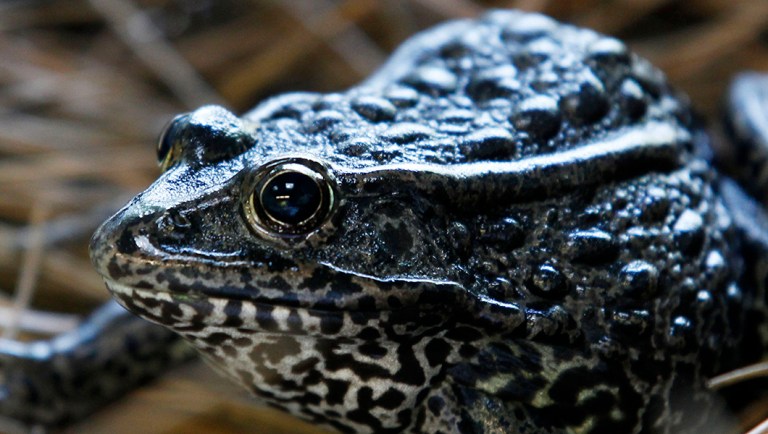 A gopher frog at the Audubon Zoo in New Orleans.
