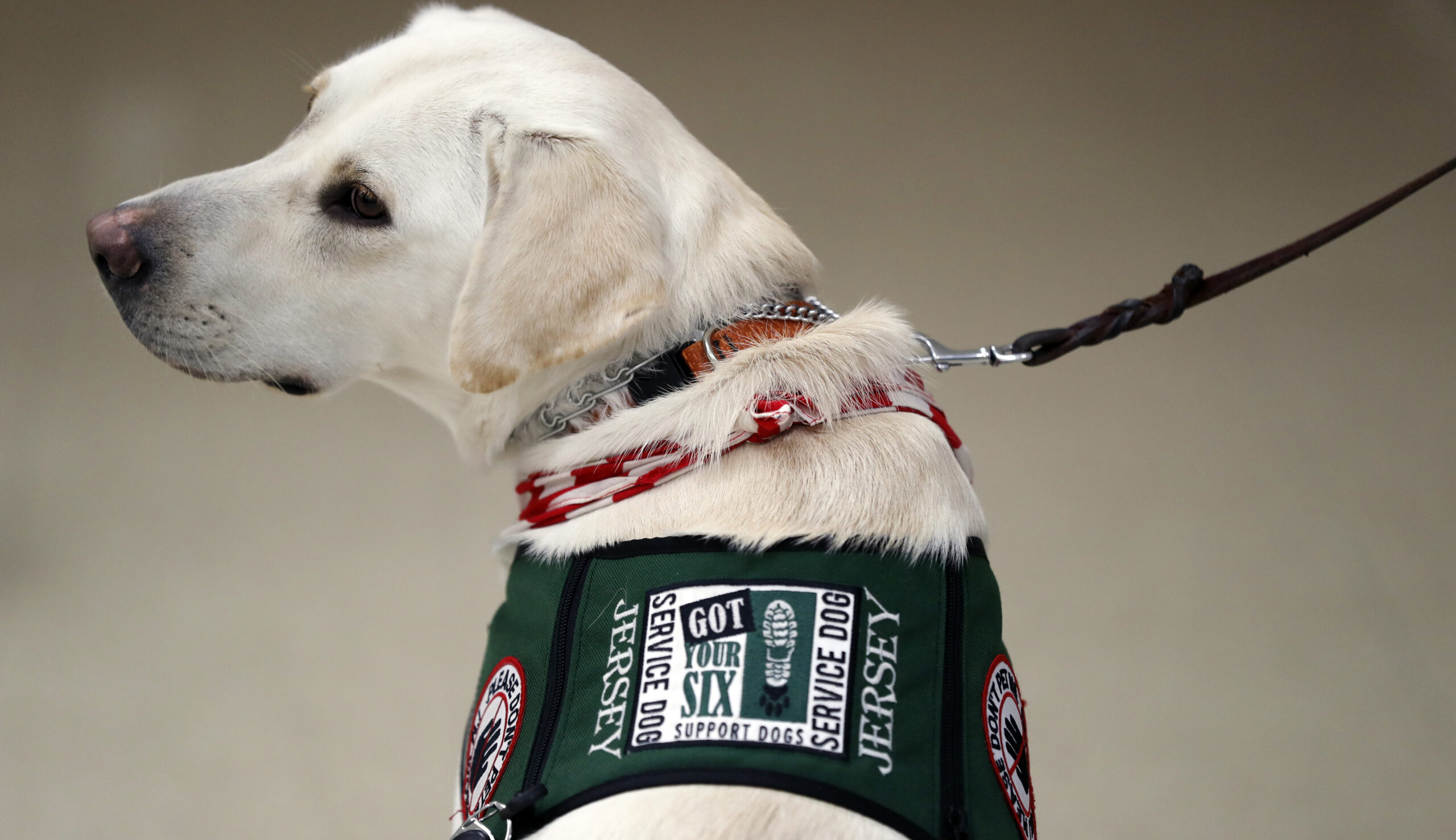 ‘I’m not waiting anymore’: GOP congressman wants to increase veteran access to service dogs