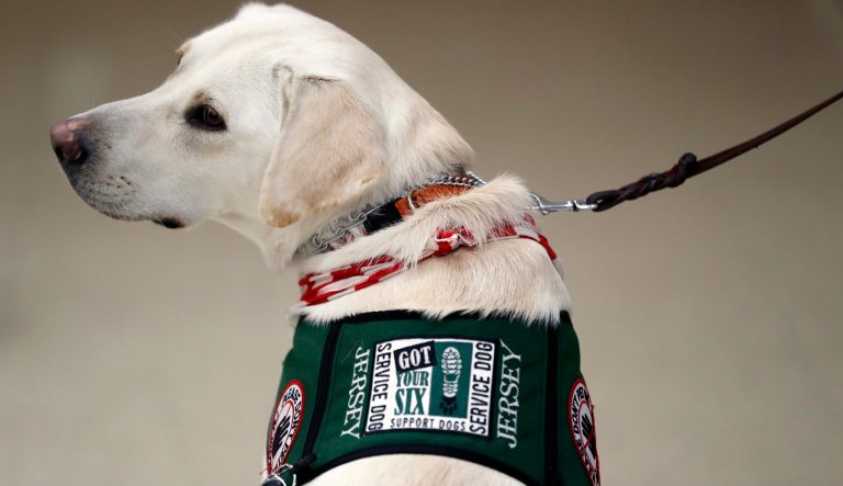 Jersey, a support dog specially trained to help those suffering from post-traumatic stress disorder, works with her new owner, Army veteran Jacob Burns, as part of their training Thursday, Oct. 5, 2017, in Collinsville, Ill. 