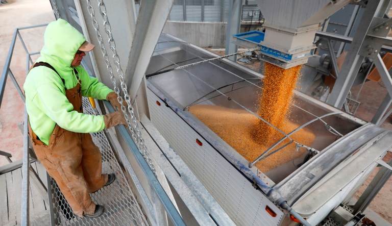 Location manager Lee Erwin loads corn into a trailer at the Heartland Co-op in Redfield, Iowa. 