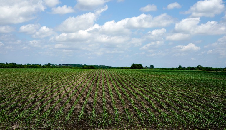 Young corn plants grow in a field in rural Ashland, Neb., Wednesday, May 30, 2018. 