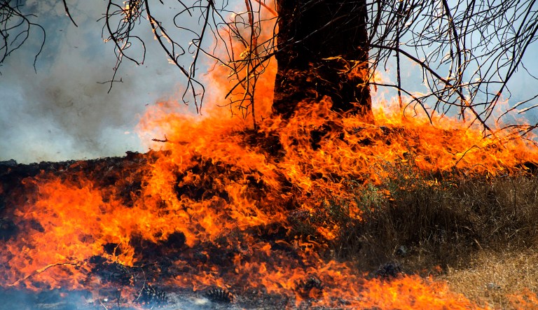 A tree burns during the Pawnee fire in Spring Valley on Monday in Lake County, Calif. Thousands were forced to flee their homes Monday as major wildfires encroached on a charred area of Northern California still recovering from severe blazes in recent years, sparking concern the state may be in for another destructive series of wildfires this summer. 
