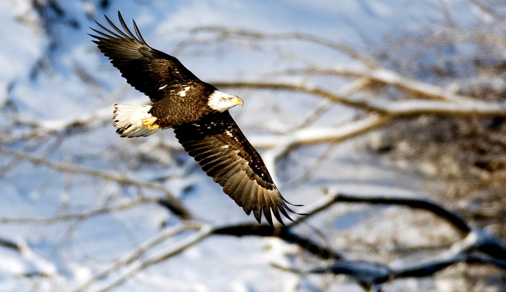 Idaho bald eagles massacre 54 sheep