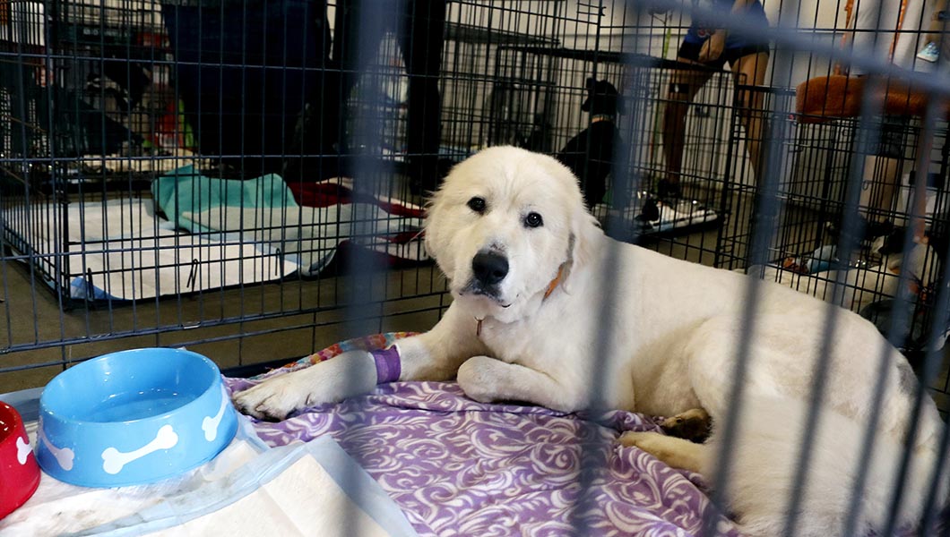 Pearl, a Great Pyrenees that was one of the animals rescued from an animal shelter in Carteret County, N.C., looks out from her cage in the Holshouser Building on the North Carolina State Fairgrounds in Raleigh, N.C.