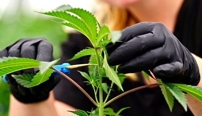 An employee at a medical marijuana cultivator works on topping a marijuana plant in Ohio.