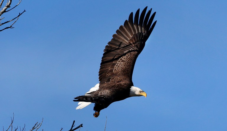 A bald eagle takes flight in Newcastle, Maine.