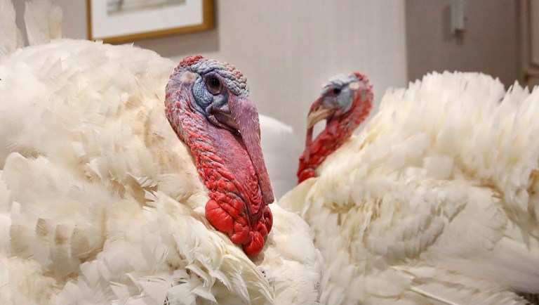 Two turkeys from South Dakota get comfortable in their room at the Willard InterContinental Hotel.