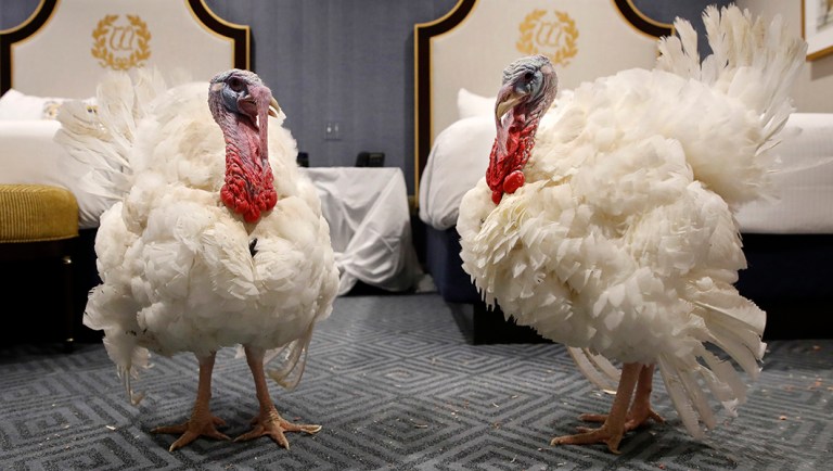 Two turkeys from South Dakota get comfortable in their room at the Willard InterContinental Hotel, after their arrival Sunday.