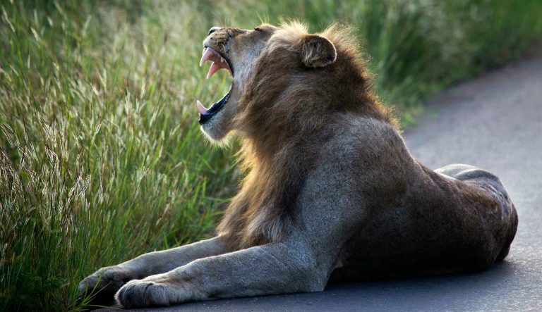 A lion lays on the side of the road in Kruger National Park, South Africa, Wednesday March 6, 2019. 