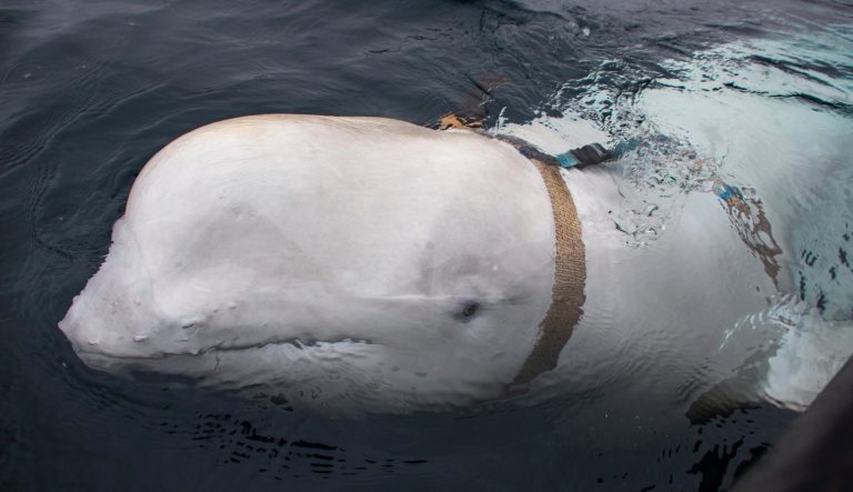 A beluga whale seen as it swims next to a fishing boat before Norwegian fishermen removed the tight harness, swimming off the northern Norwegian coast Friday, April 26, 2019.