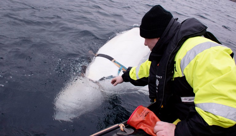Joergen Ree Wiig tries to reach the harness attached to a beluga whale before the Norwegian fishermen were able to removed the tight harness, off the northern Norwegian coast last Friday. The harness strap which features a mount for an action camera, says "Equipment St. Petersburg" which has prompted speculation that the animal may have escaped from a Russian military facility.