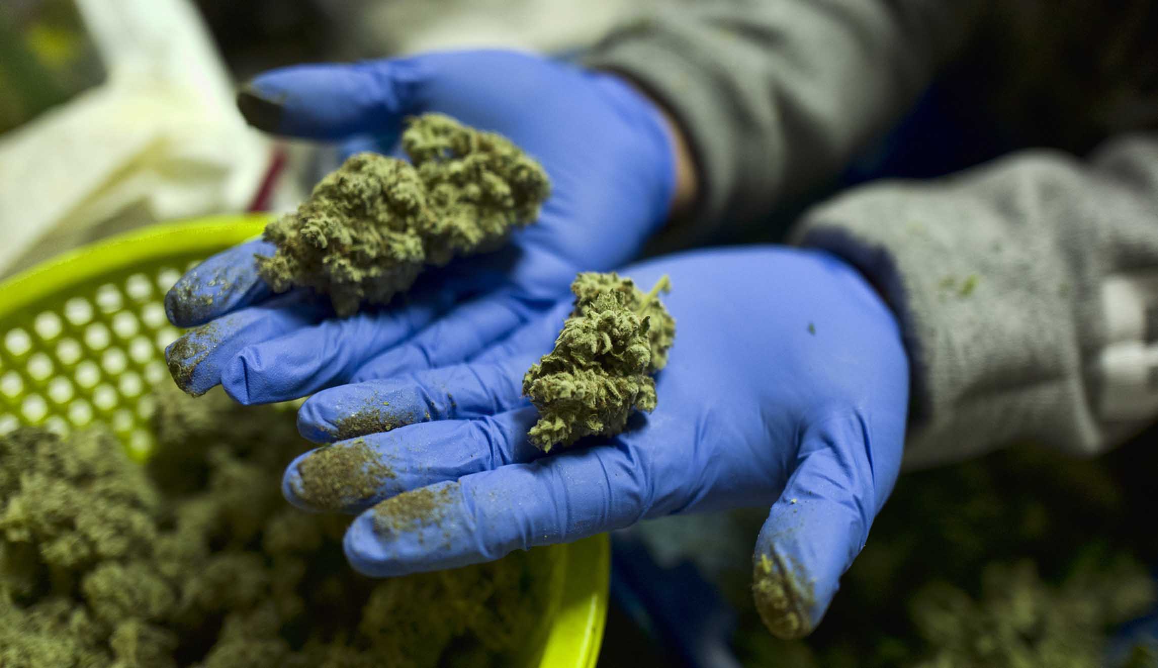 Cannabis compounds block the virus responsible for COVID-19: Study