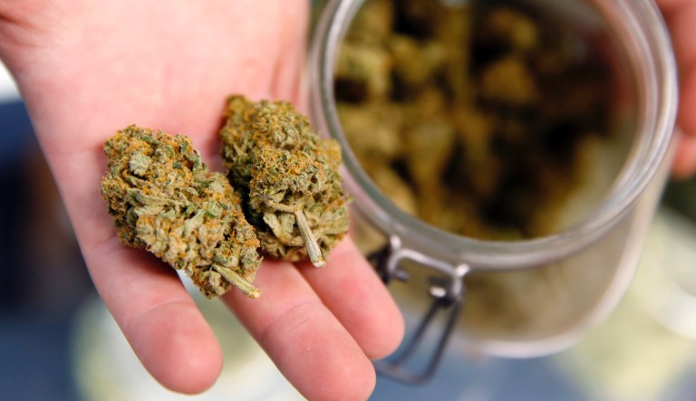 FILE - In this Nov. 27, 2015, file photo, a bud tender holds two marijuana buds on his fingers on the way to a customer at the Denver Kush Club in north Denver. A bipartisan group of U.S. lawmakers has reintroduced legislation that would ensure states have the right to enact their own marijuana policies within their borders. The Marijuana Business Daily reports the matching bills brought back to the House and Senate on Thursday, April 4, 2019 would create an exemption in the Controlled Substances Act to protect statesâ ability to determine their own best approaches to cannabis without fear of federal reprisal.