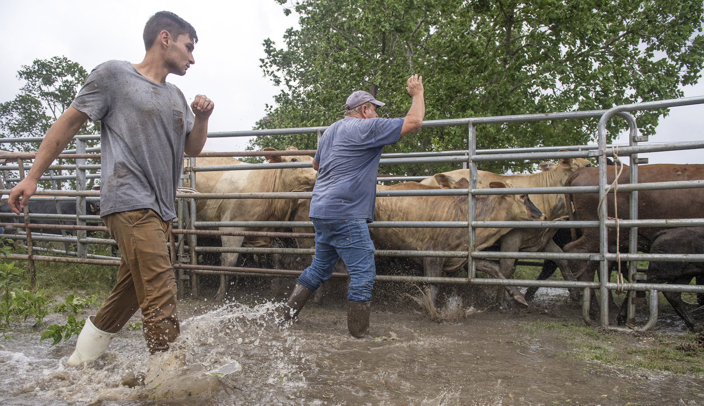 Water breached a back levee in Plaquemines Parish just south of New Orleans forcing a last minute roundup of cattle near Myrtle Grove, La., as Barry makes landfall along the coast on Saturday.