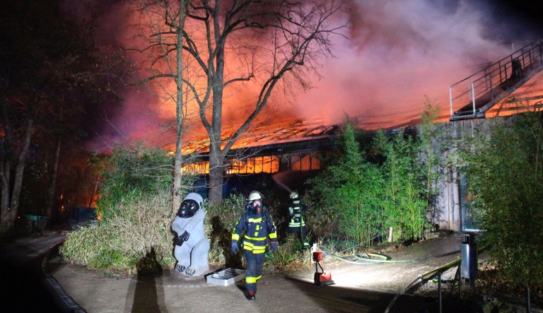 ‘Especially tragic’: Fire at German zoo leaves more than 30 animals dead