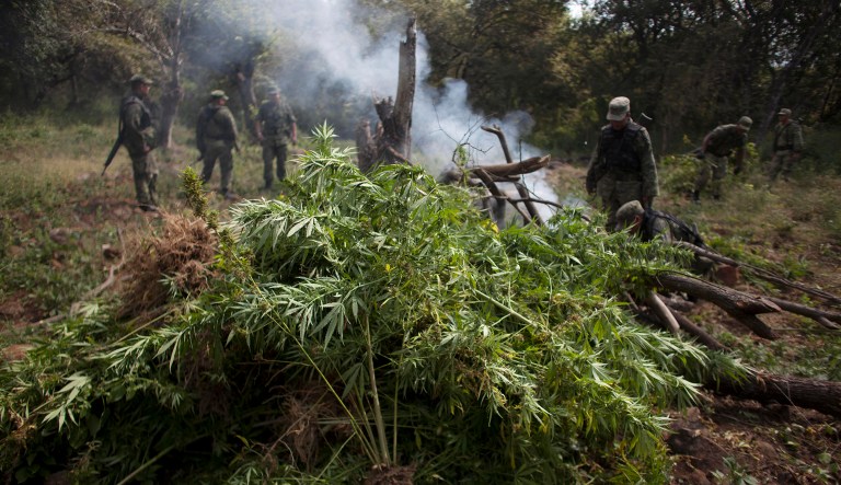 In this Oct. 25, 2012 photo, soldiers burns marijuana plants at a plantation found during a reconnaissance mission near the town of Lombardia in Michoacan state, Mexico. Knights Templar, a quasi-religious drug cartel that controls the area and most of the state, monitors the movements of the military and police around the clock. The gang's members not only live off methamphetamine and marijuana smuggling and extortion, they maintain country roads, control the local economy and act as private debt collectors for citizens frustrated with the courts, soldiers say. 