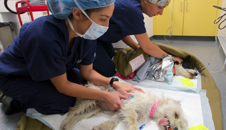 In this Saturday, May 3, 2014 photo, senior veterinary assistant Maria Silva, left, and veterinarian Dr. Peyvand Silverman, monitor neutered dogs after surgery at the new American Society for the Prevention of Cruelty to Animals (ASPCA) clinic at the Chesterfield Square shelter in South Los Angeles. The ASPCA has started rolling out one of its most ambitious projects to date, a $25 million push to save tens of thousands of dogs and cats that would be killed in shelters or on the streets of Los Angeles County.