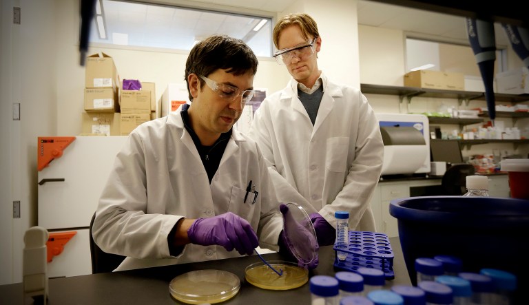 Principal scientists Matt Drever, left, scrapes bacteria from an agar plate during an antibody phage experiment as principal scientist Charlie Holst watches.