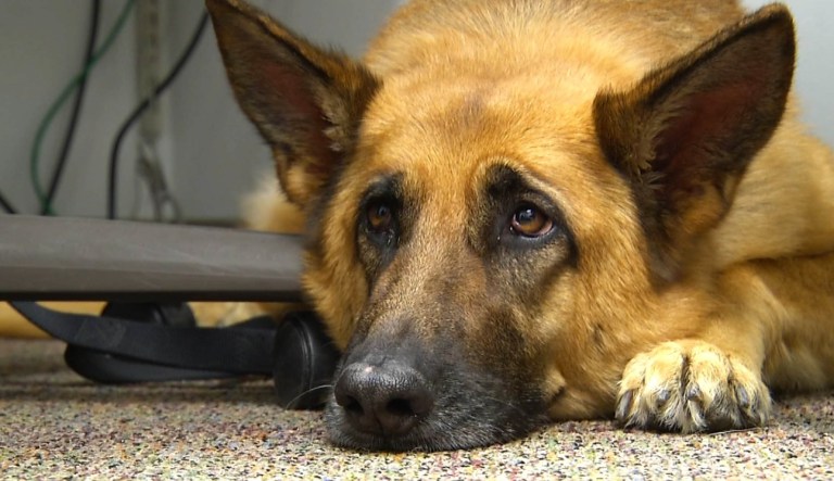 Lexy, a therapy dog at Fort Bragg, N.C., is shown.