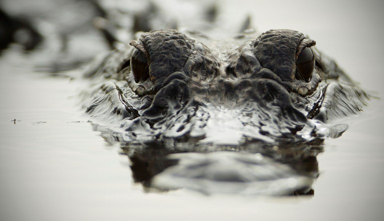 An alligator swims in Florida.