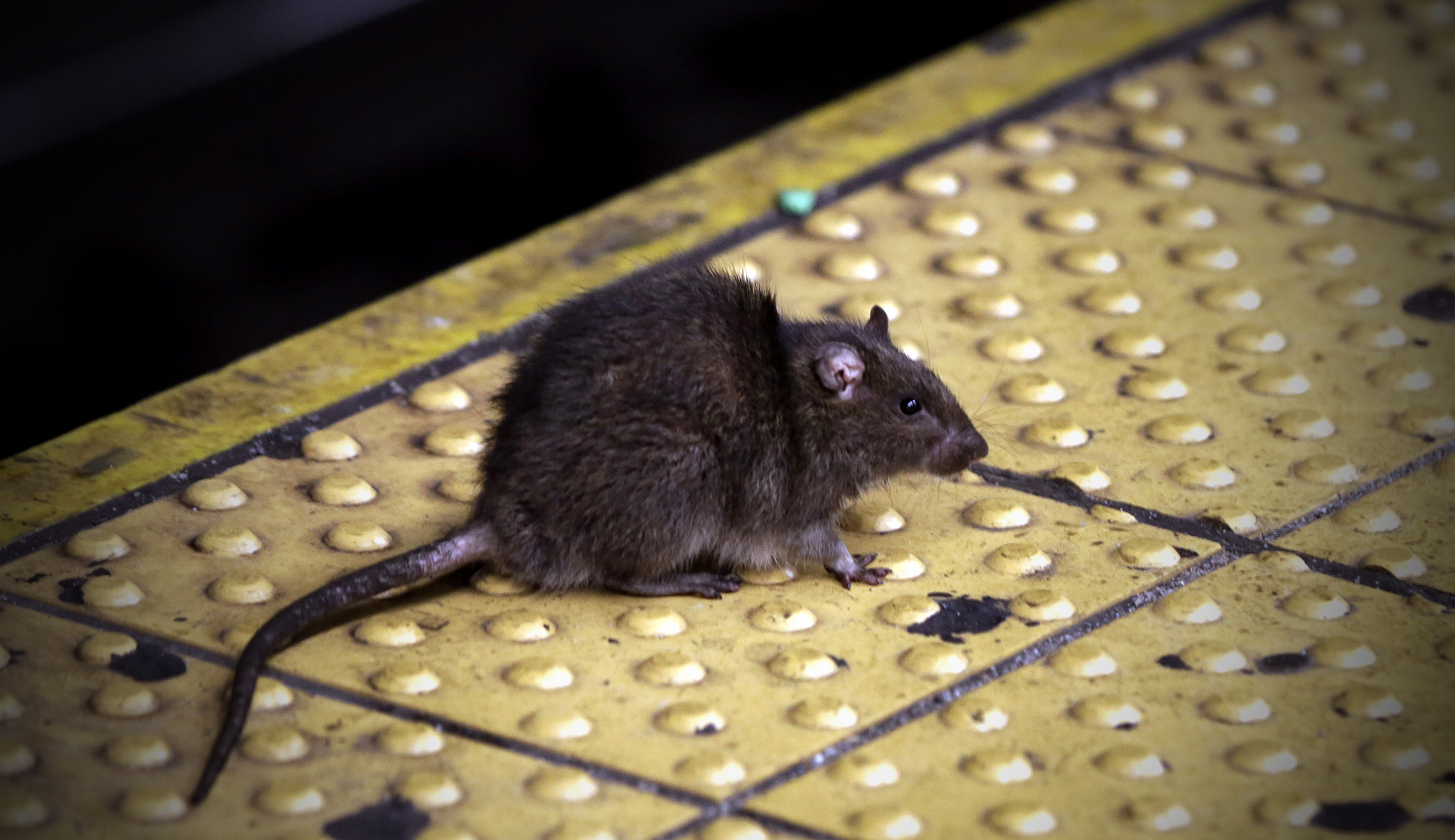 ‘Unearthing and unleashing hell’: Gentrification driving rat infestation in New York City