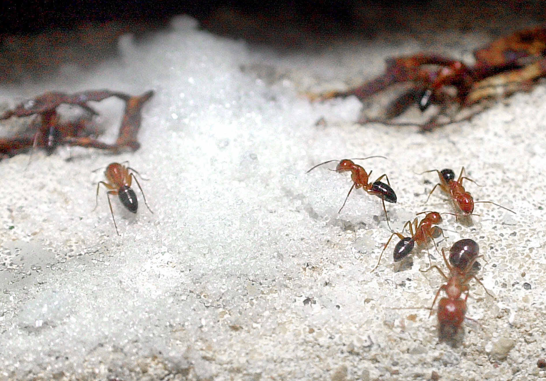 Ants outnumber people by 2.5 million times: Study