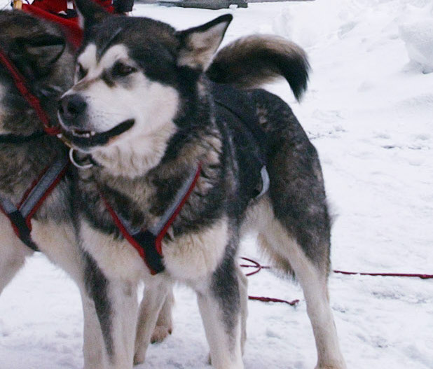 Dog keeps owner warm for 13 hours following mountain fall