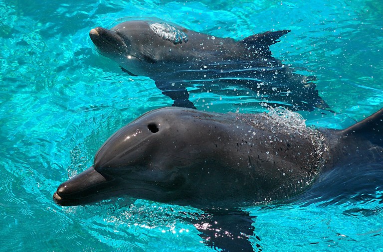 Gay dolphins and bisexual bonobos: Exhibition fights ‘unnatural’ homophobia in humans