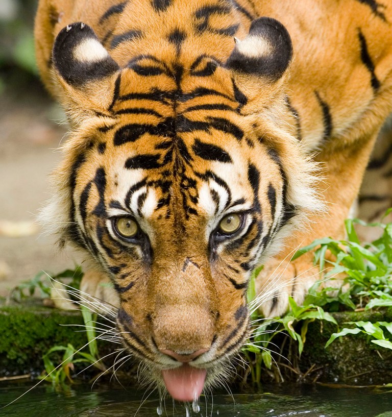 COVID cats: ZooTampa tigers test positive for coronavirus