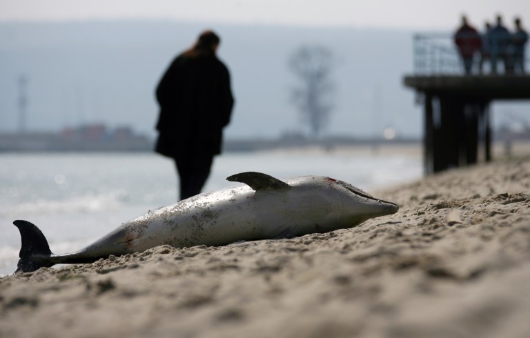 A man walks past the body of dead dolphin at the coast of Black sea's town of Varna some 450 kms. (280 miles) north-east of the Bulgarian capital Sofia, Saturday, March, 17, 2007. Bulgarian coastal towns have been discovering many more washed up dolphin corpses than usual, which Ukrainian scientists believe is a result of the War in Ukraine.