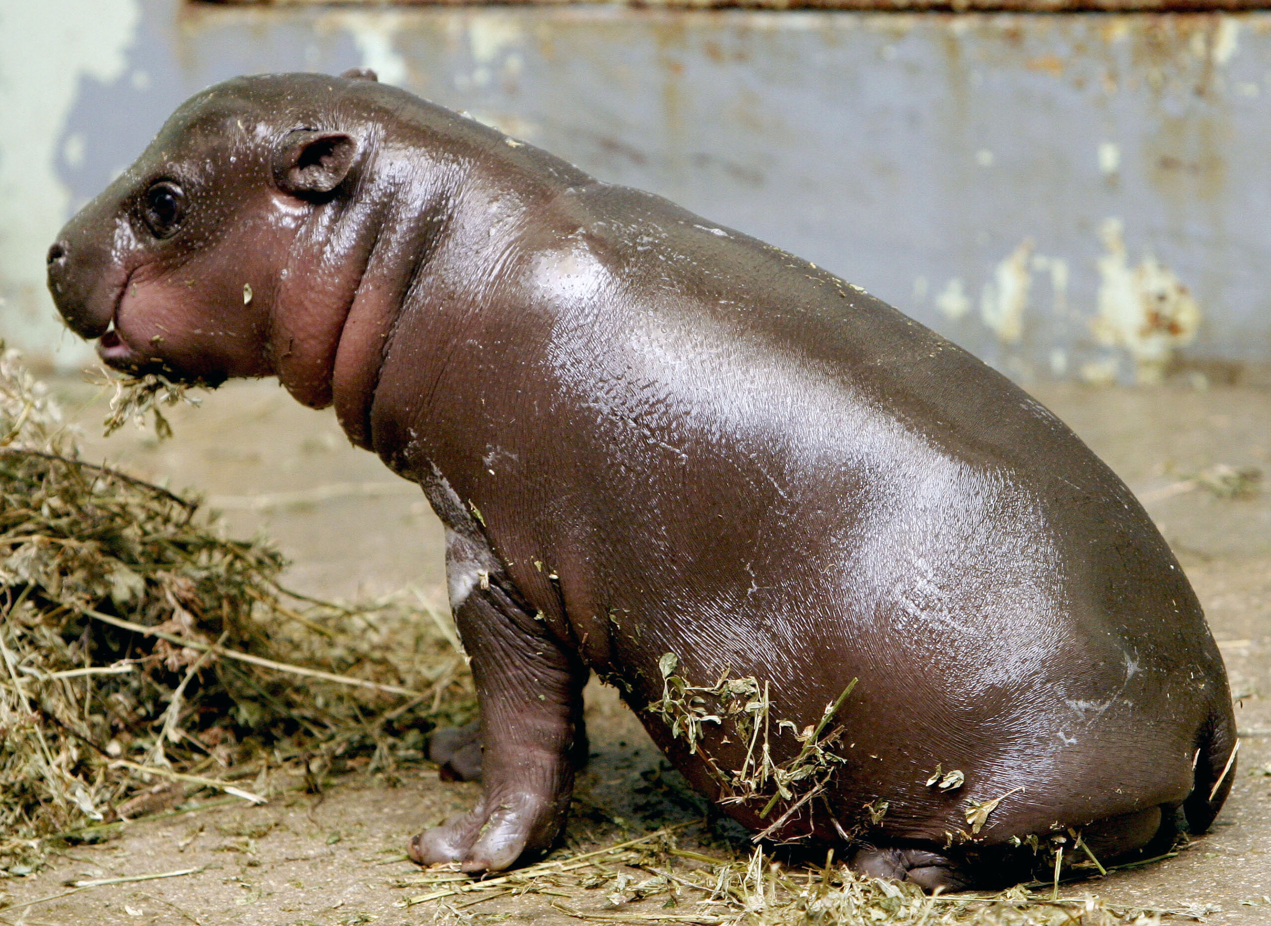 ‘No crocodiles, no rhinoceroses’: Virginia zoo gets rare hippo for Christmas