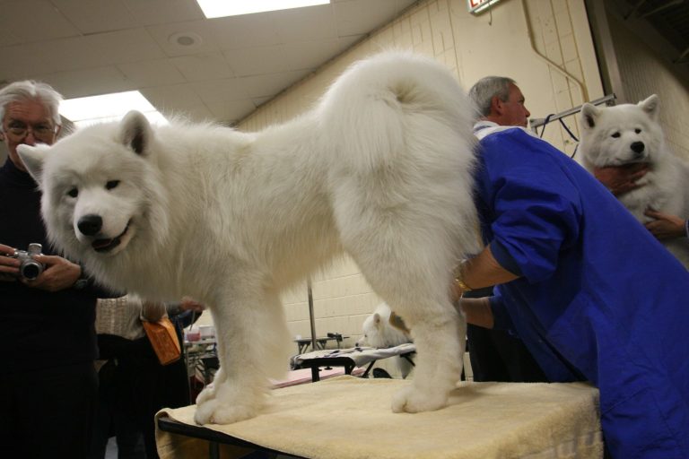 Dog survives wandering in Arctic for a week