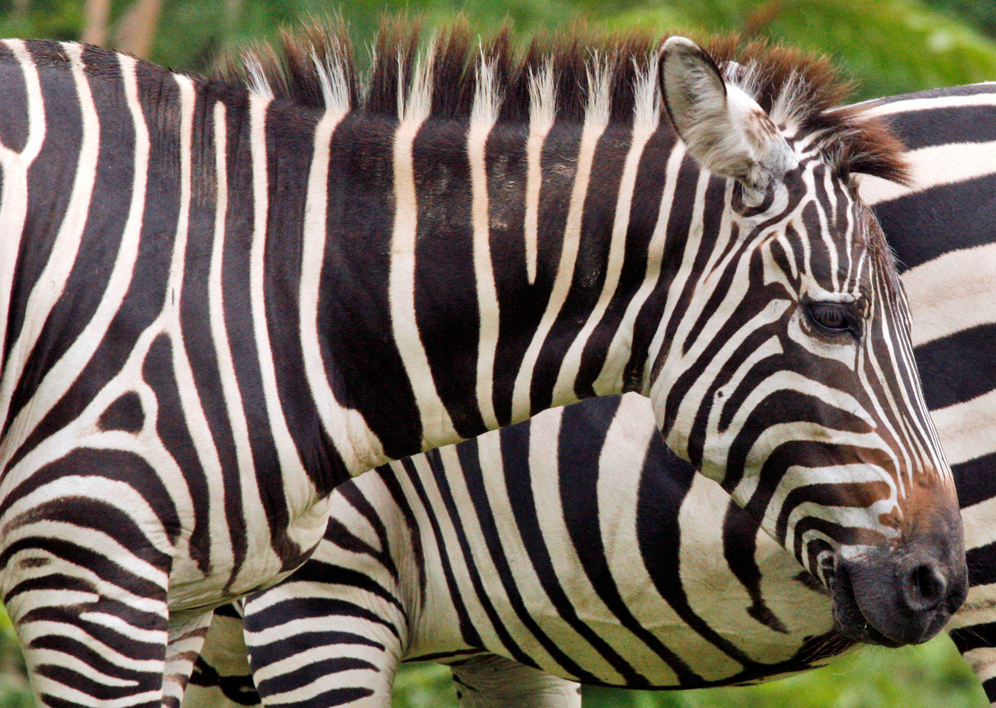 Pet zebra put down after it turns on owner and attacks him