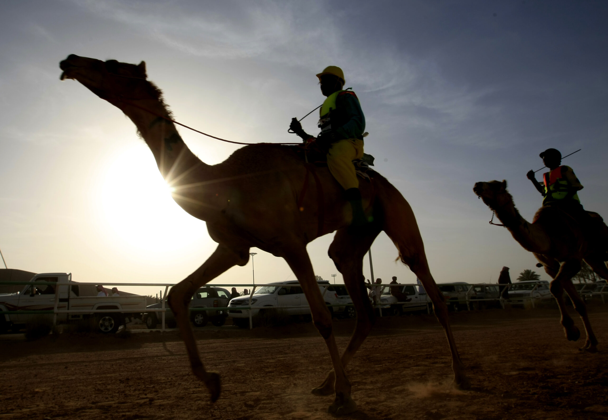 Dozens of camels disqualified from Saudi beauty pageant
