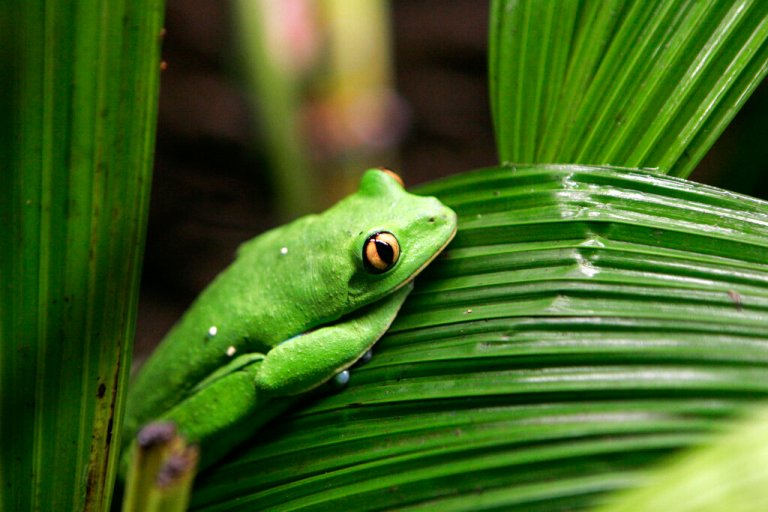 High school biology class compares transgenderism with tree frogs that change sex