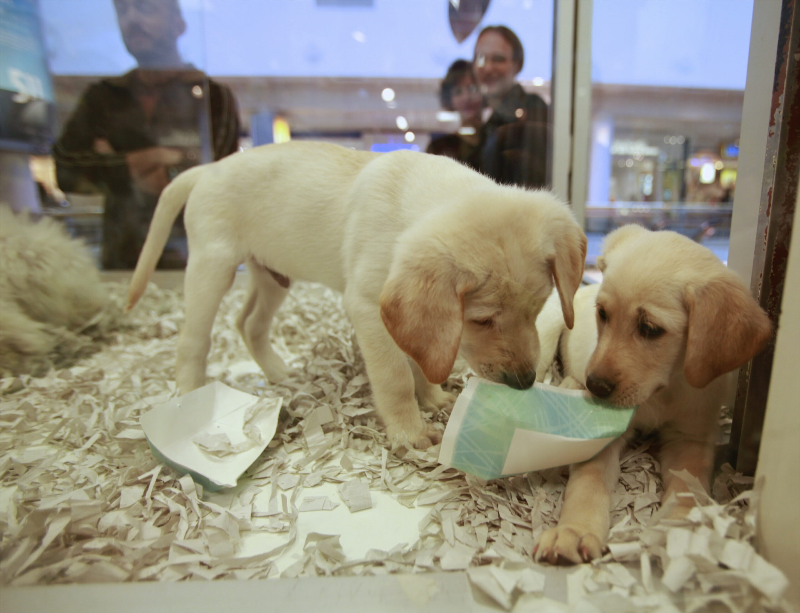 The federal government must regulate international pet trafficking