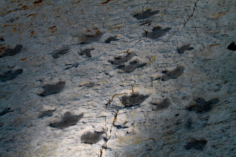 Dinosaur tracks are pictured.