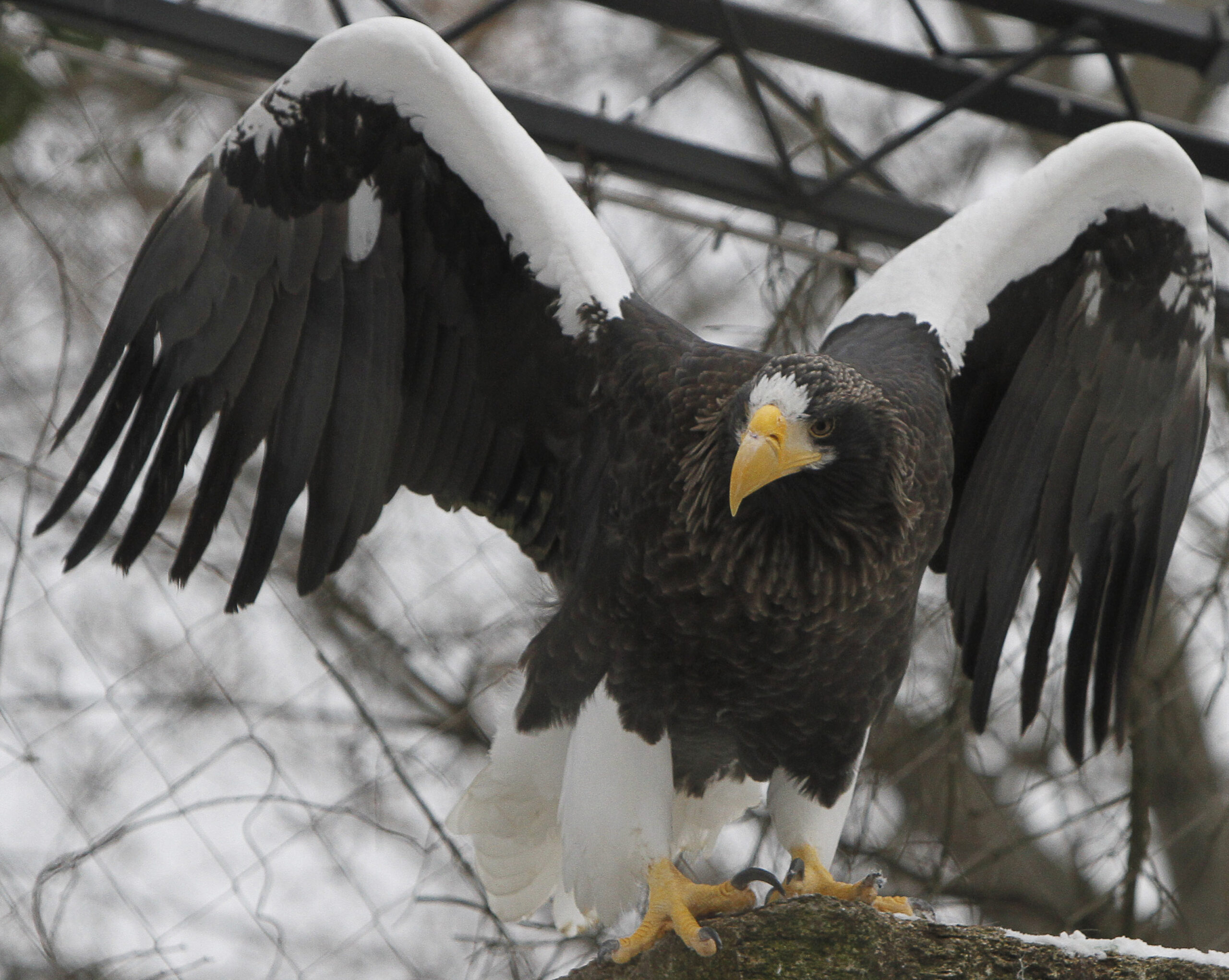 Large eagle flies the coop at Pittsburgh aviary