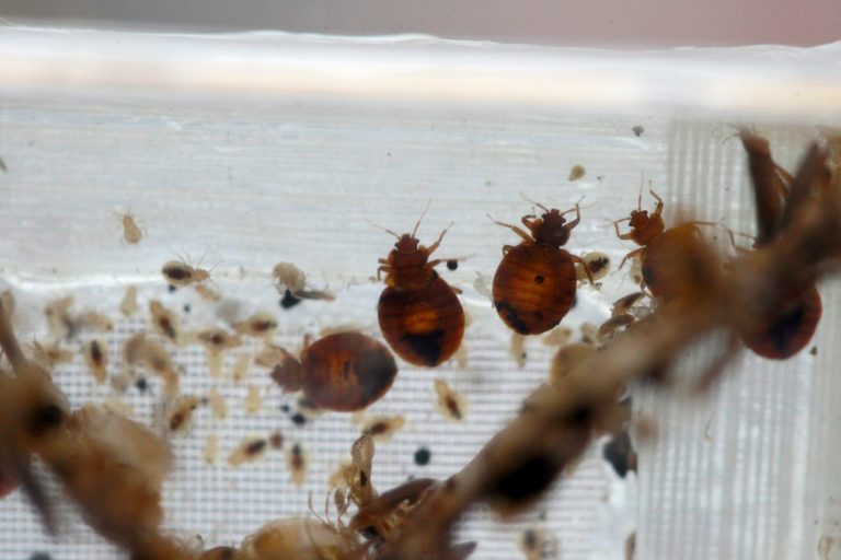 Bedbugs are seen in a container.