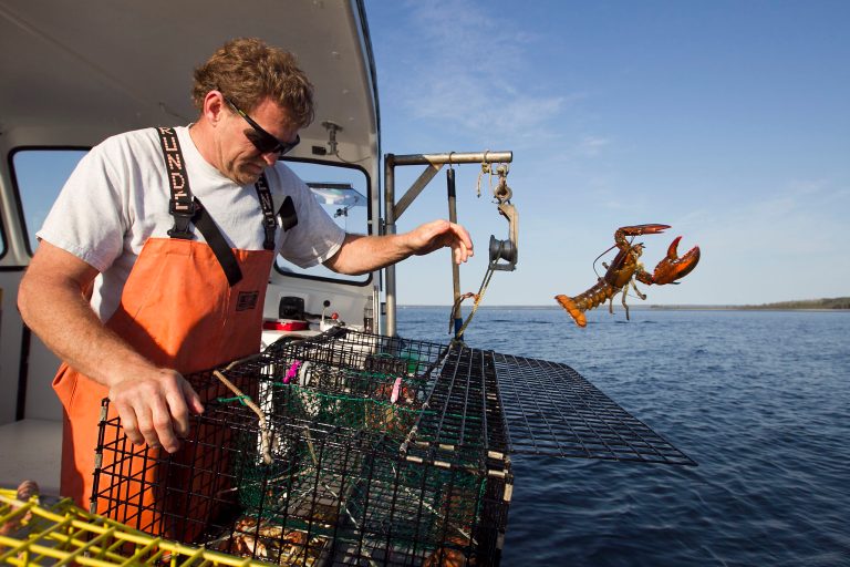 Maine lobstermen score appeals court win in challenge to ‘crippling regulations’