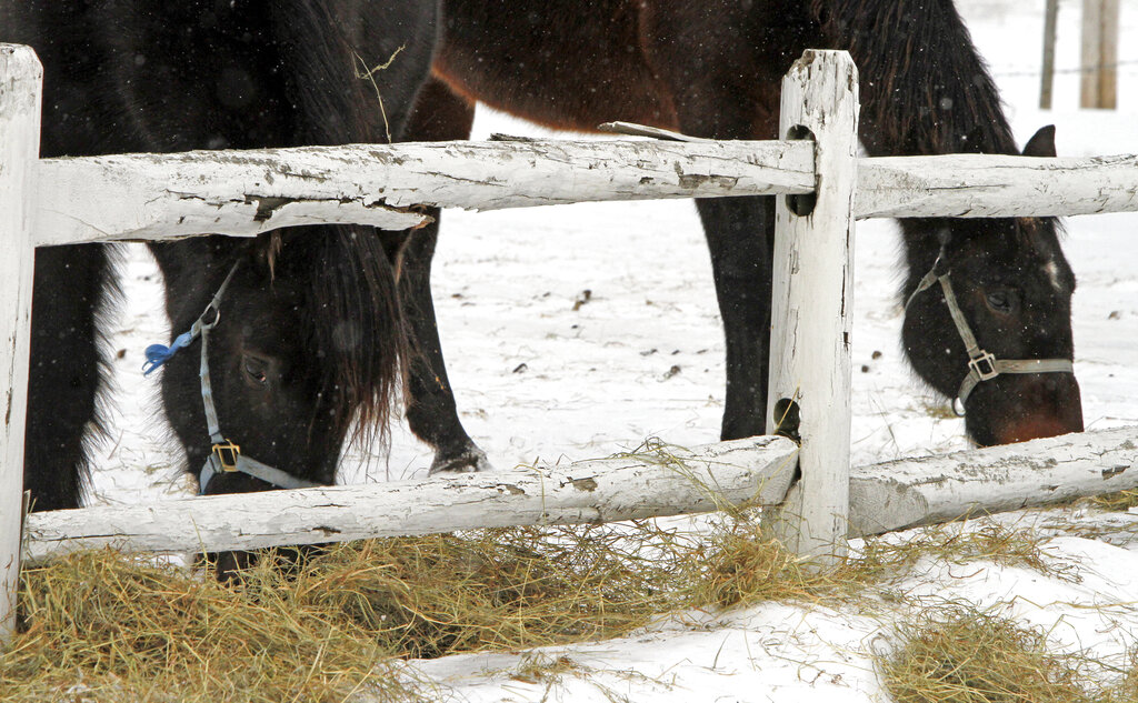 Las Vegas store requires proof-of-horse photo to deter customers seeking ivermectin for COVID-19
