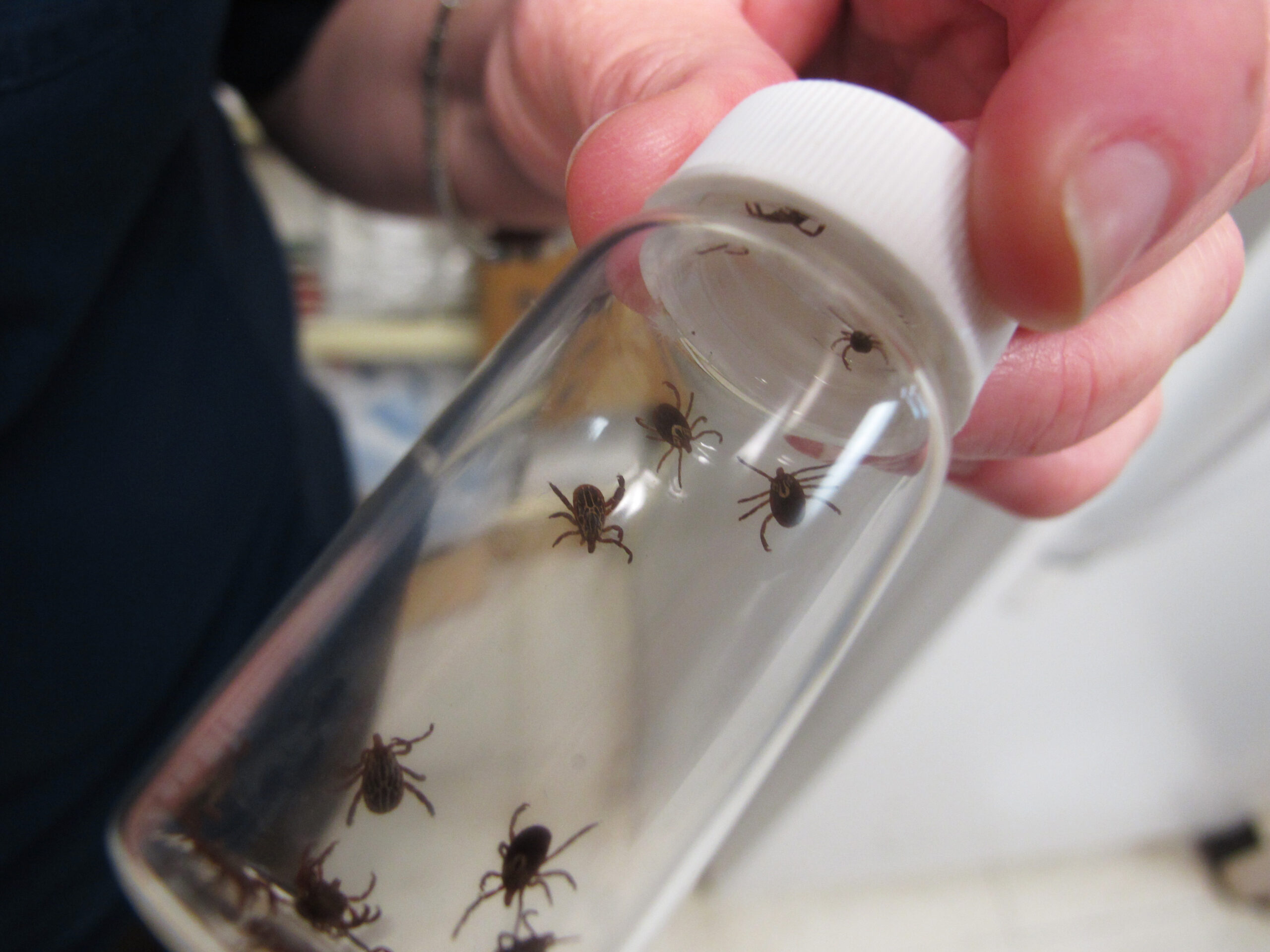 New tick found in Illinois could make people sick