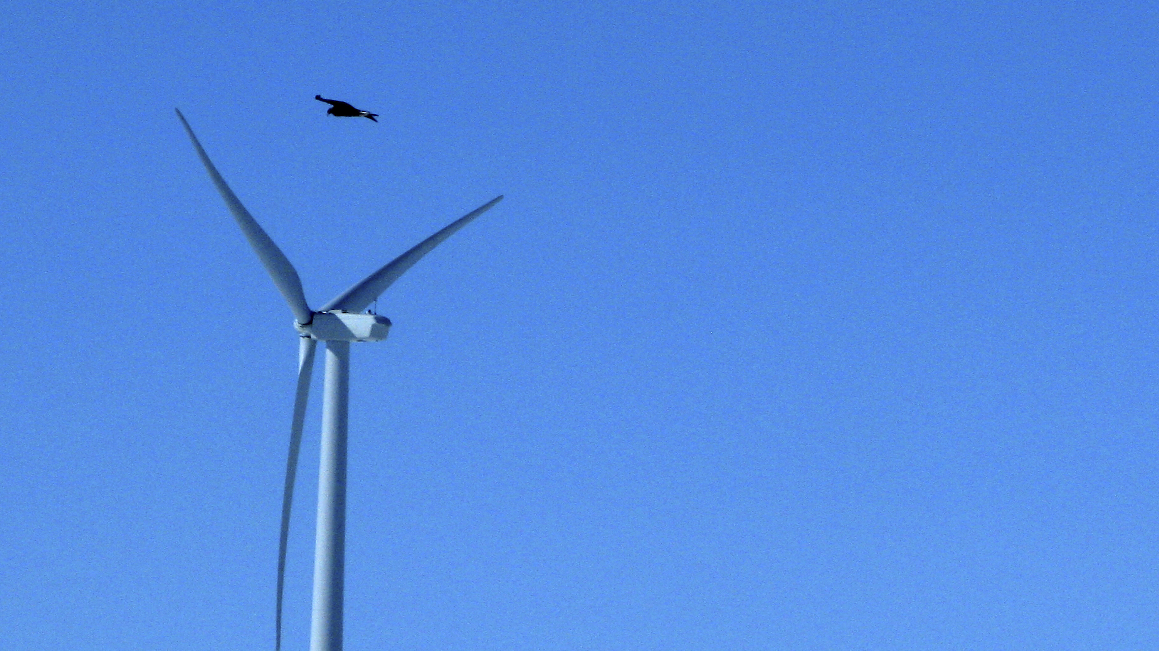 Wind developer admits killing 136 bald and golden eagles in $35M settlement