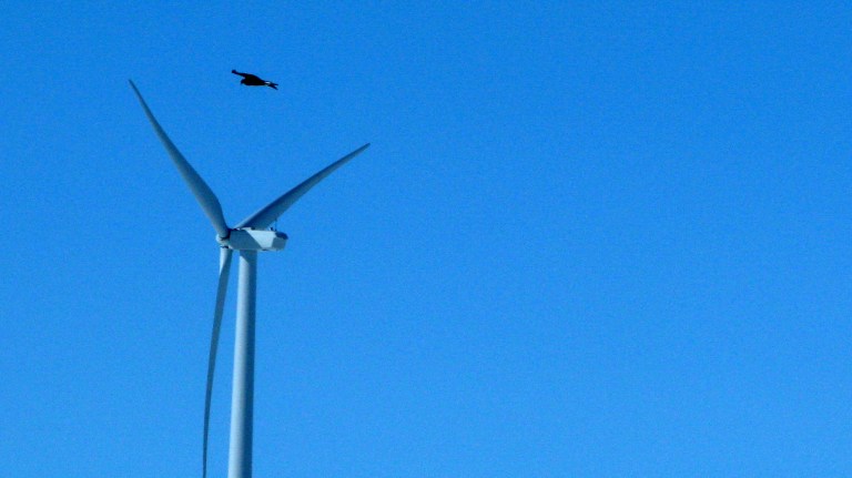 Wind developer admits killing 136 bald and golden eagles in $35M settlement