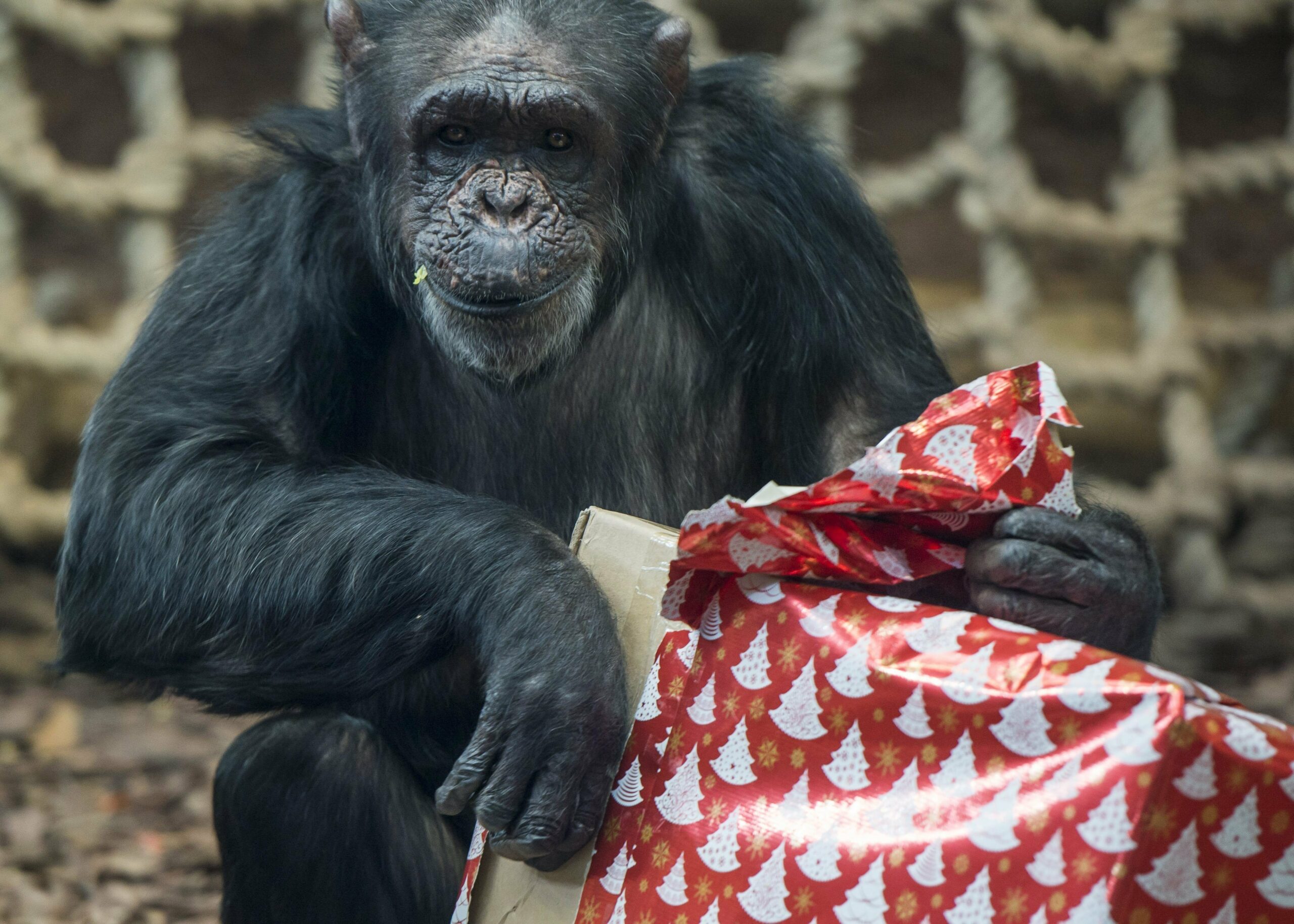 PETA versus Hallmark and the grinning chimps