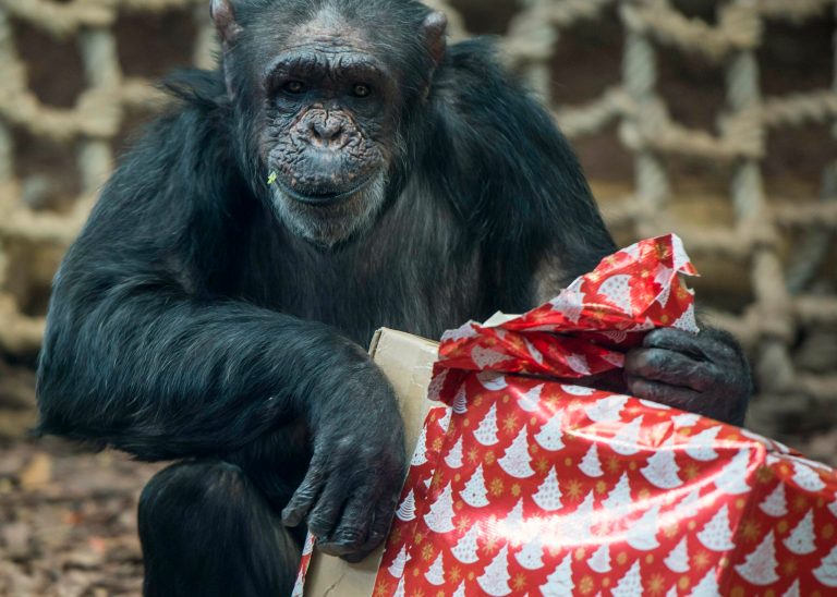 PETA versus Hallmark and the grinning chimps