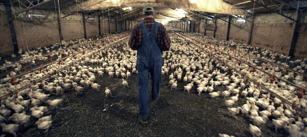 Chicken executives, including Pilgrim’s Pride CEO, indicted on price-fixing charges