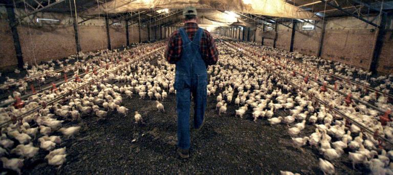 In this Dec. 2, 2008, photo, a Pilgrim's Pride contract chicken farmer walks amid three-week-old chicks at a farm just outside the city limits of Pittsburg, Texas. 